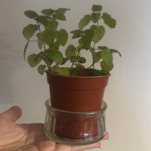 Succulent drip tray or Dessert or dip glass dishes or plant holder - Picture 6 of 6